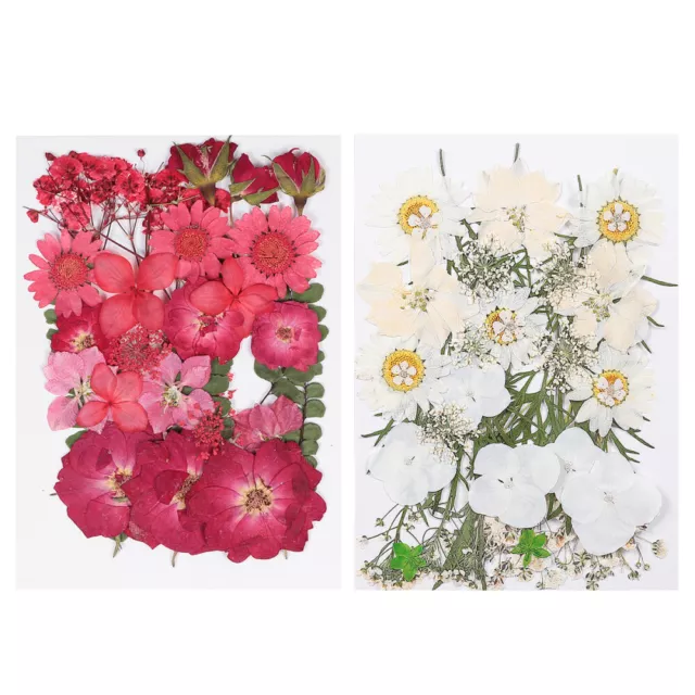 66 pz piante fiori secchi fai da te e artigianato materiale floreale secco
