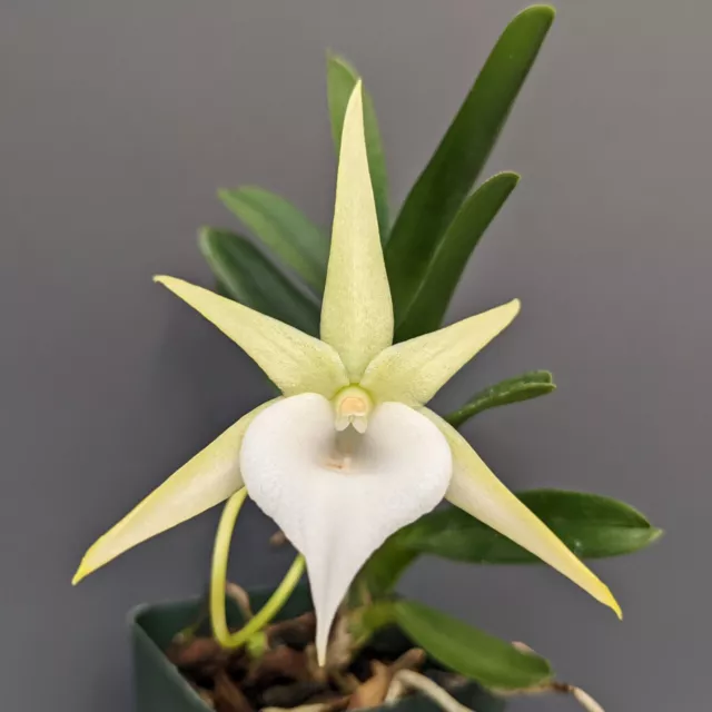 Angraecum dollii species orchid plant miniature