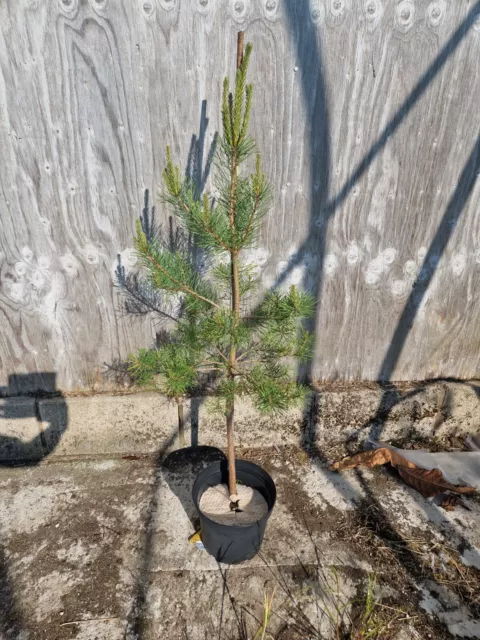 Scots Pine, Pinus Sylvestris, Conifer Tree. Approx 4 feet inc. pot