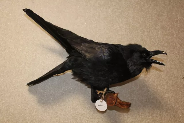 #0172 Taxidermy Stuffed Bird  Crow (Corvus Corone) Eurasian Raven