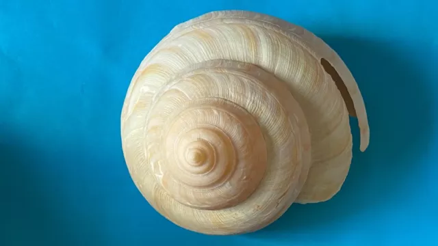 Seashell Pleurotomariidae Westralis F+++ 106Mm