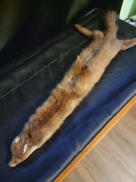 Tanned Red Fox pelt w/ Face Tail Feet Paws legs Authentic Animal Skin Plush Wint Tanned Red Fox pelt w/ Face Tail Feet Paws legs Authentic Animal Skin Plush Wint