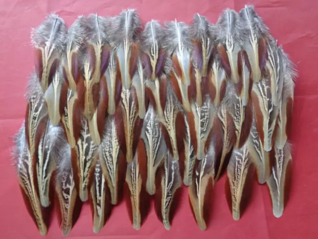 50 Cock Pheasant Outer Wing Feathers 2" - 4.5" - Crafting feathers