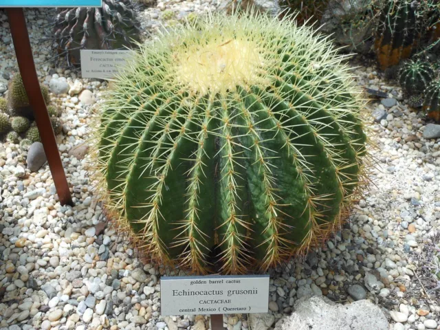 Echinocactus grusonii Golden Barrel Cactus 10cm Pot Max postage charge £5.90