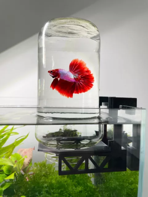 Inverted Betta Tank Holder, Panoramic View for Betta Fish, 360 View for Betta