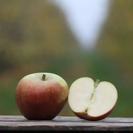 Cox Orange Äpfel aus dem Alten Land, Klasse I, 2,2 - 8 Kg, NEUE ERNTE 2023!