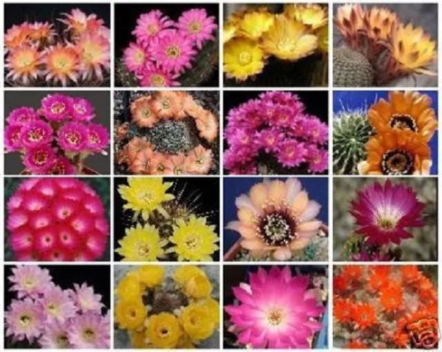 Lobivia variety MIX @J@ cacti rare cactus seed 30 SEEDS