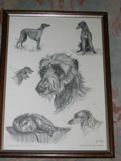 Rare Large Scottish Deerhound Ltd Ed Dog Print Signed Kay Watson Nr 71/250 1993