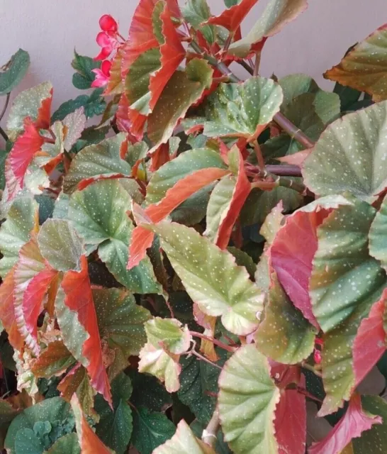 Talee Begonia corallina, foglie verdi e rosse puntinate di bianco, fiori rossi!