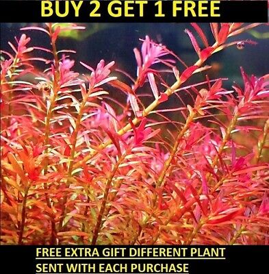 Rotala Rotundifolia RED Live Aquarium Plant Aquatic Planted tank BUY2GET1FREE 🌱