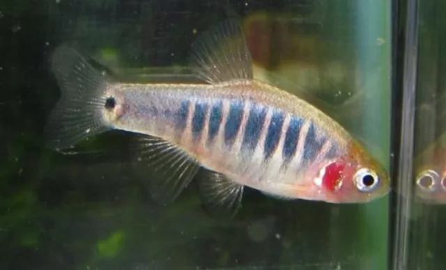 6 Dwarf Emerald Rasbora Live Freshwater Aquarium Fish