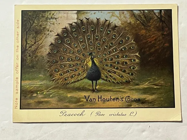 Victorian Van Houten's Cocoa Zoon Chicago Peacock Bird Trade Card for Sample Tin