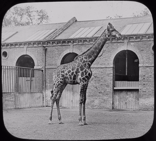 Glass Magic Lantern Slide A GIRAFFE C1900 PHOTO ........................ ZOO