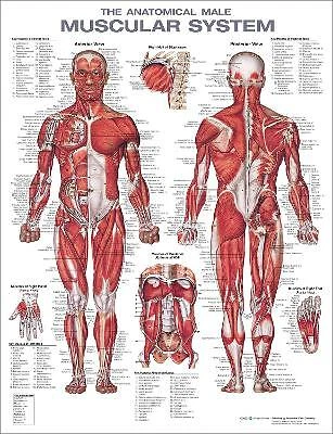 THE ANATOMICAL MALE Muscular System Anatomical Chart - 9781975180225 £ ...