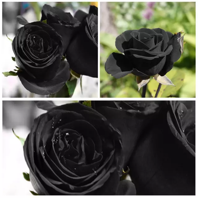 100 Stücke Seltene schwarze Rose Blumensamen Gartenpflanze für Deko