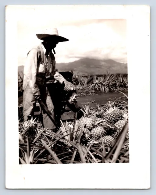 Vintage Photograph Pineapple Harvest Farm Ag Worker Snapshot Photo Fruit