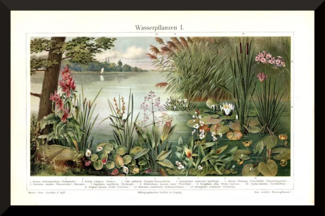 Wasserpflanzen 1 +antiker Druck/Chromolitho+ 1905 +Teich, Seerosen, Schilfrohr