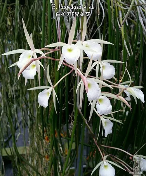 Orchid Orchidee Brassavola flagellaris x sib ( (7Pr, A19)