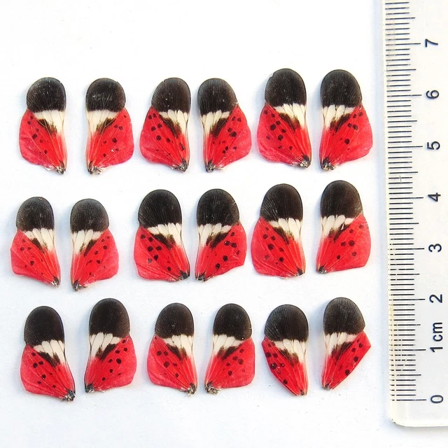 red GIFT 18 pcs mixed REAL insect wing material  DIY artwork jewelry