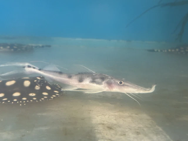XL Sturio Catfish 9”-Live Freshwater Tropical Aquarium Fish