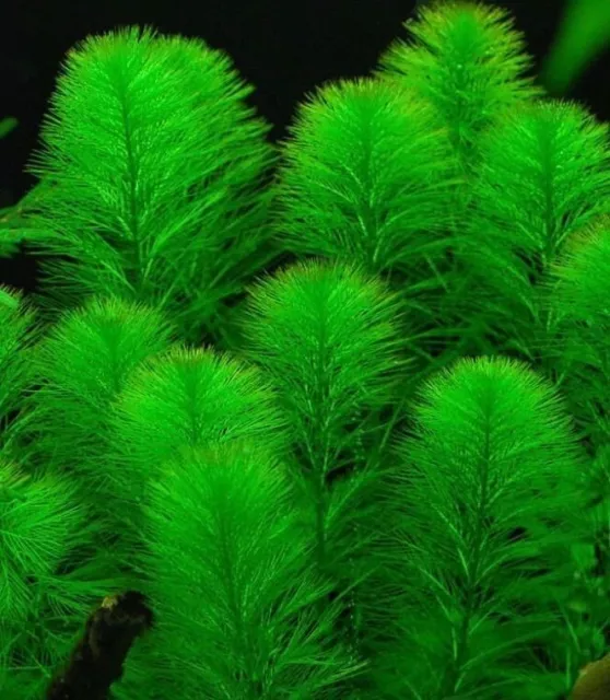 LOT X 3 myriophyllum heterophyllum   plante aquarium bassin oxygenante facile