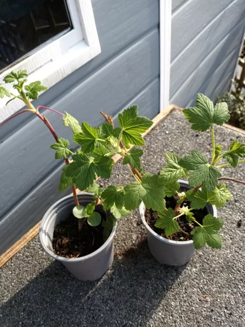 2 X Ribes Flowering Currant Deciduous Plant| 9cm Pot