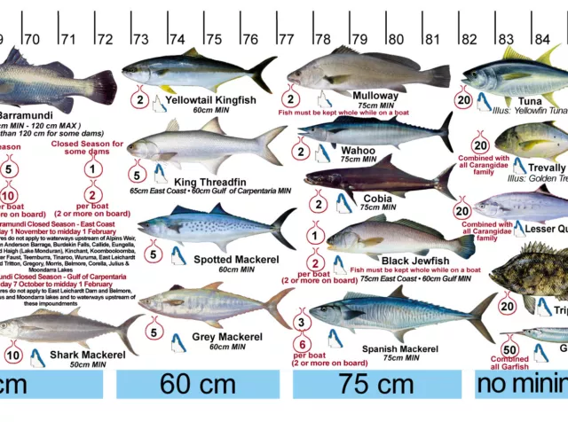 Fish Measure sticker decal QLD & Great Barrier Reef 2