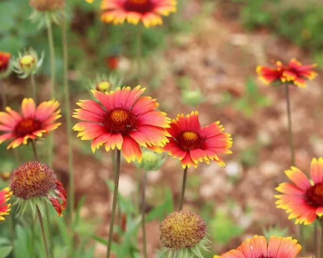 GAILLARDIA SINGLE FLOWER Mix 120 Seeds Sunflower Cottage Flower Garden