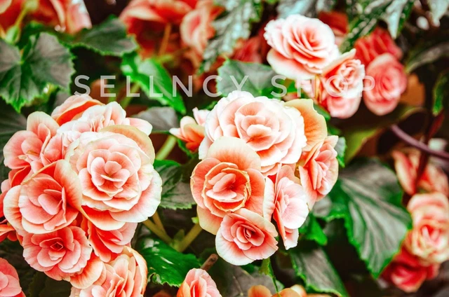 Floral Symphony Row Pink-Petaled Blossoms - Digital Image Picture Wallpaper