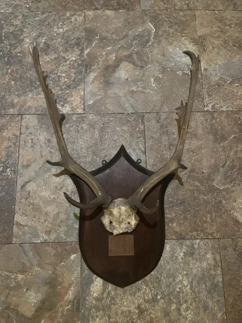 deer antlers moose antlers taxidermy