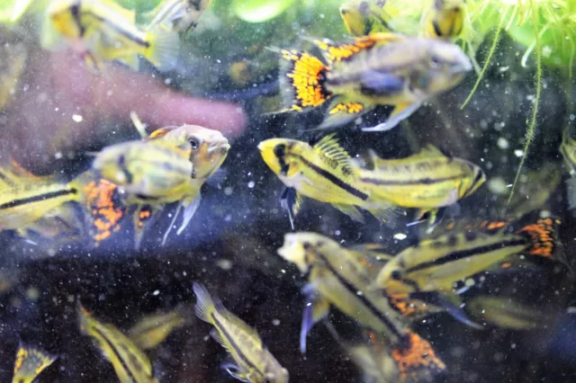 1 Pair OR Trio Triple Red Apistogramma Cacatuoides Dwarf Cichlids Live Fish