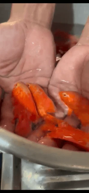 Fire red tiger Oscar 2.5" in length live tropical fish