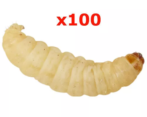 100 WAXWORMS BULK Reptile Food Livefood wax worms £5.49 - PicClick UK