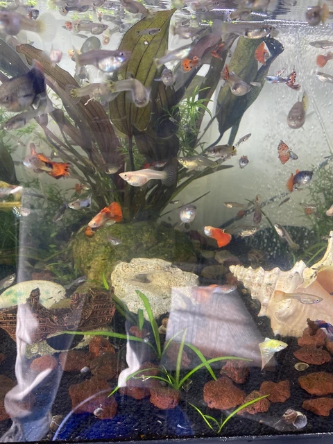 Live Assorted Freshwater Fancy Guppy Guppies Livebearers Aquarium Tank Fish
