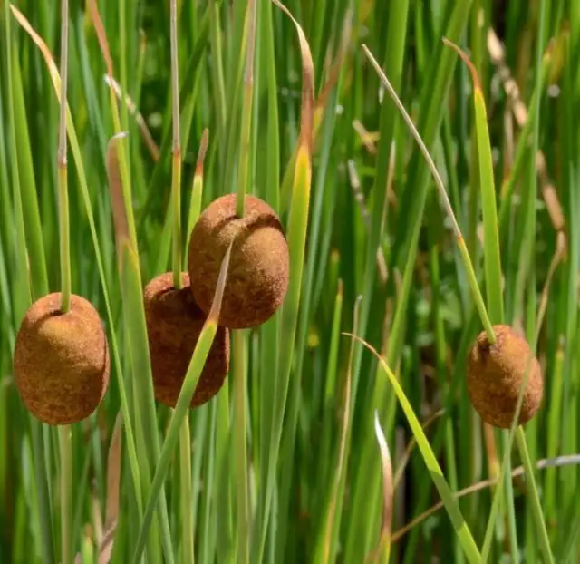 Typha minima (Miniature bulrush or Miniature reedmace) - Marginal Pond Plants...