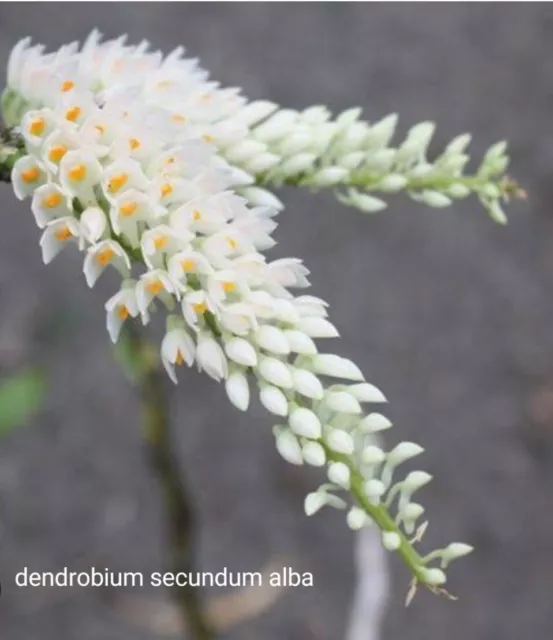 Orchid - Species‐ Dendrobium Secundum "Alba"