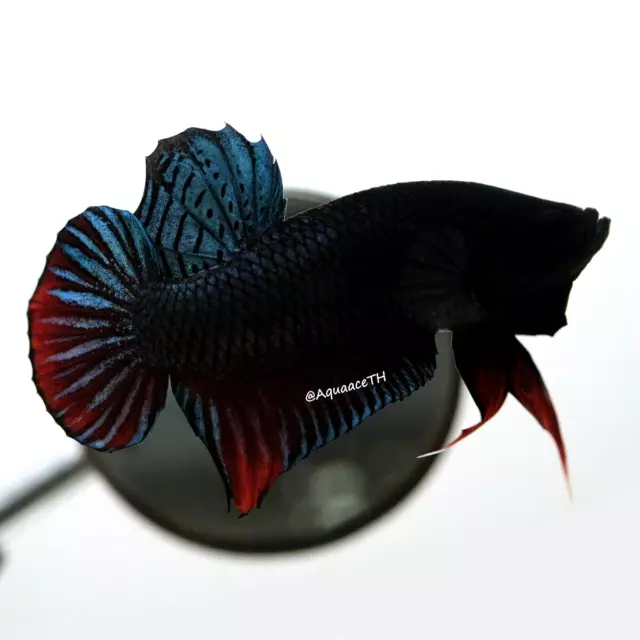 "Vvip"  Premium Live Betta : (Champion Bloodline) Siam Combat Betta #07