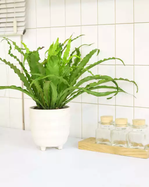 Bird's Nest Fern