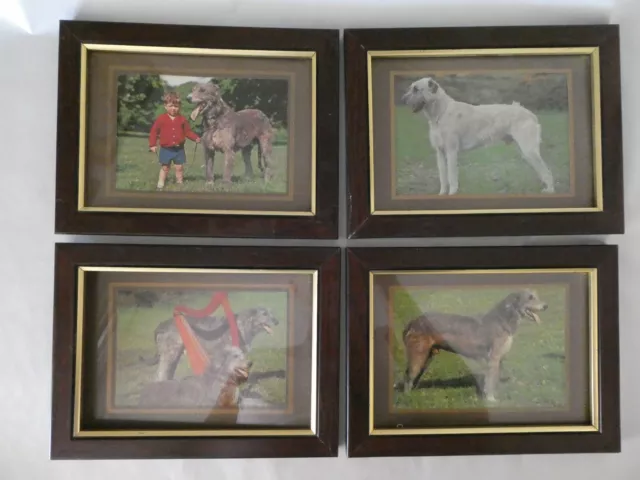 Irish Wolfhound framed vintage unused postcards