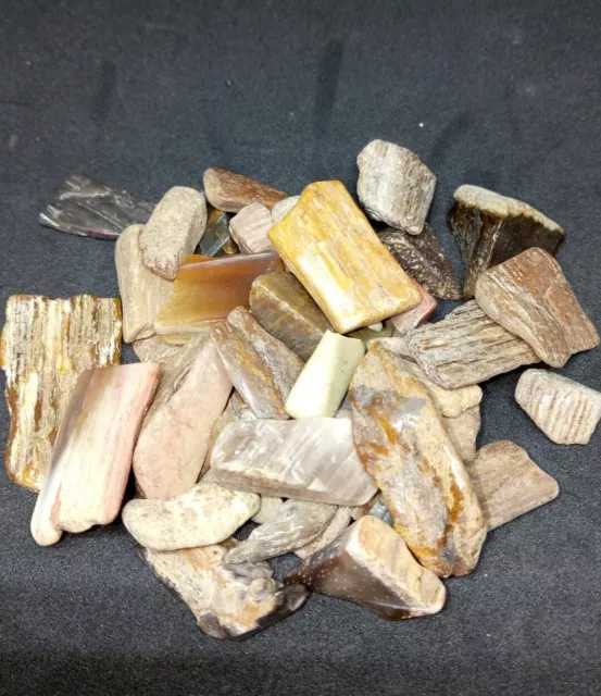 PETRIFIED WOOD TUMBLED CHIPS 50g  IDEAL FOR CRYSTAL CRAFT/GRID WORK & FAIRY GARD