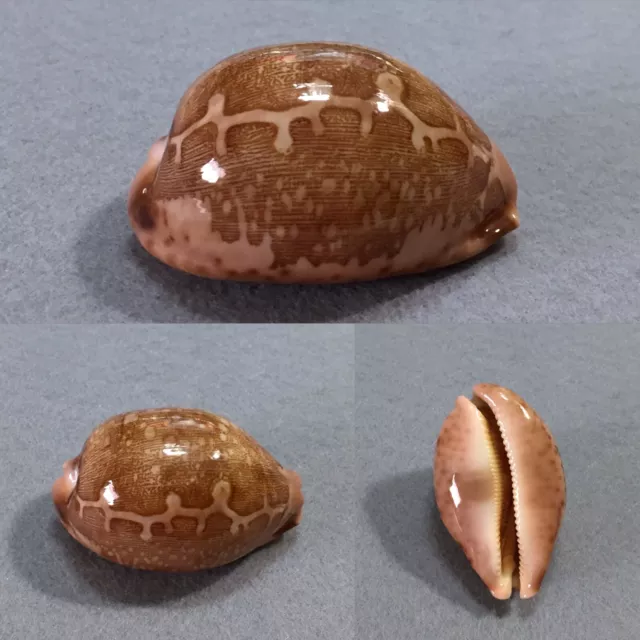 Cypraea mappa, Cuyo, Philippines, 67,4 mm, SPECIAL PATTERN, TOP QUALITY