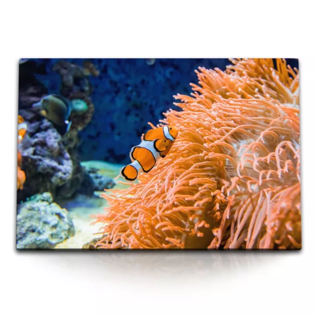 120x80cm Wandbild auf Leinwand Clownfische Bunte Fische Korallenriff unter Wasse