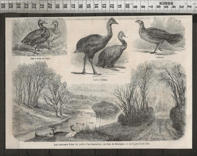 G405 / Gravure 1888 /   Les Nouveaux Hotes Du Jardin D Acclimatation