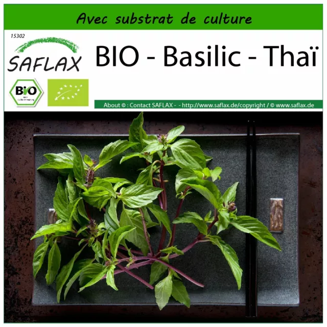 SAFLAX  - BIO - Basilic - Thaï - 250 graines - Avec substrat - Ocimum