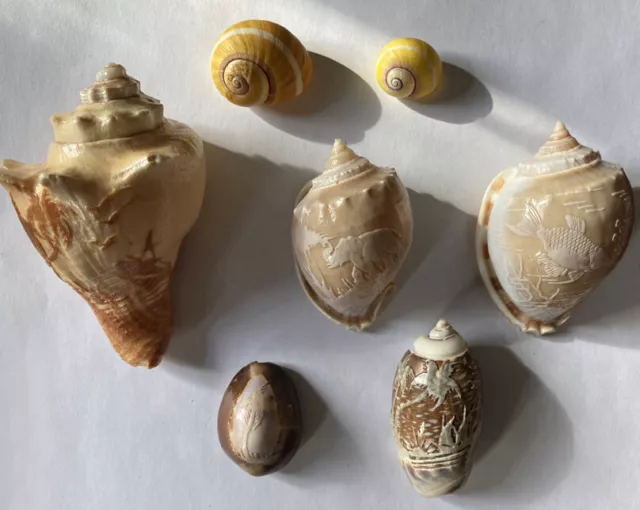 Shells (5 Carved, 2 plain)