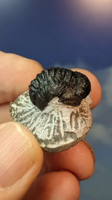 Trilobit Fossil Gerastos Tuberculatus auf vorbereiteter Matrix 40 mm x 28 mm schön