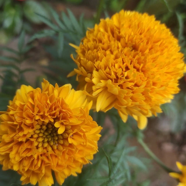 100g Dried Calendula Marigold Flower Petal Organic Natural Herbal Ceylon Tea New