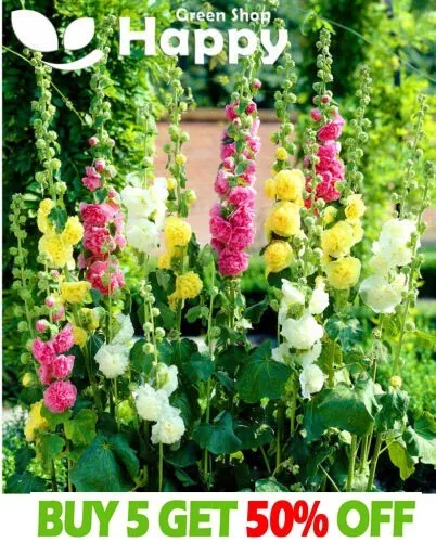 HOLLYHOCK - SUMMER CARNIVAL DOUBLE MIX - 200 SEEDS - Althaea rosea - FLOWER