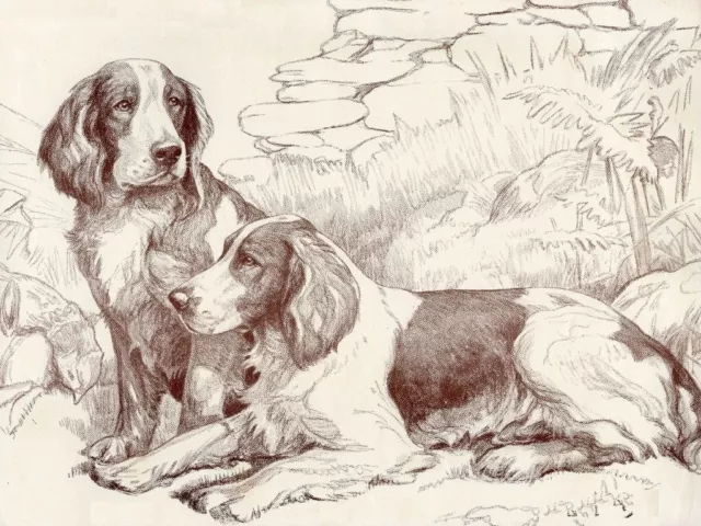 Welsh Springer Spaniel - CUSTOM MATTED - Dog Art Print - Langley - NEW