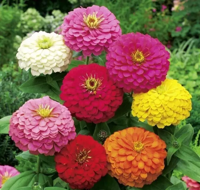 150 Graines de Zinnia à fleurs de Dahlia mélange